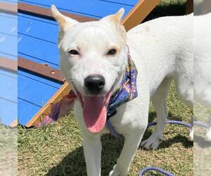 Mutt Dogs for adoption in San Antonio, TX, USA