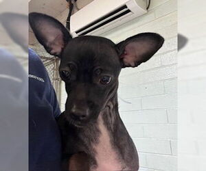 Mutt Dogs for adoption in Stockton, CA, USA