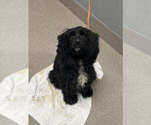 Cocker Spaniel-Unknown Mix Dogs for adoption in Las Vegas, NV, USA