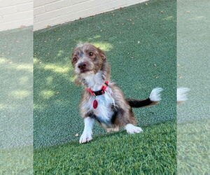 Mutt Dogs for adoption in Phoenix, AZ, USA