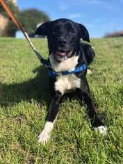 Borador Dogs for adoption in Irving, TX, USA