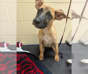 Labrador Retriever-Unknown Mix Dogs for adoption in Texas City, TX, USA