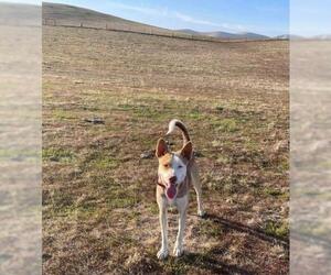 Australian Shepherd-Siberian Husky-Unknown Mix Dogs for adoption in Los Banos, CA, USA