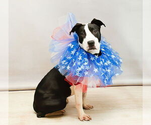Mutt Dogs for adoption in Sanford, FL, USA