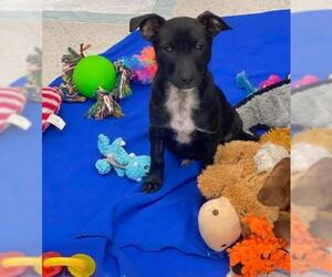 Chiweenie Dogs for adoption in Wyoming, MI, USA