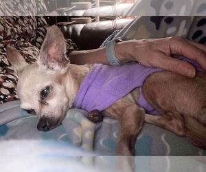 Chihuahua Dogs for adoption in Boonton, NJ, USA