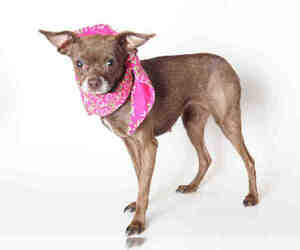 Chihuahua Dogs for adoption in South Lake Tahoe, CA, USA