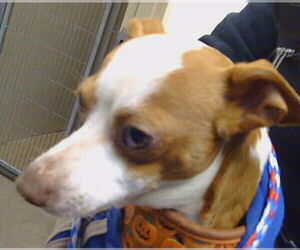 Chihuahua Dogs for adoption in Sacramento, CA, USA