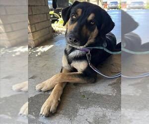 Anatolian Shepherd-German Shepherd Dog Mix Dogs for adoption in Santa Maria, CA, USA