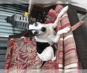 Jack Russell Terrier-Unknown Mix Dogs for adoption in Imperial Beach, CA, USA