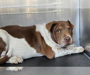 American Staffordshire Terrier-Unknown Mix Dogs for adoption in San Antonio, TX, USA