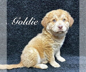 Chow Chow-Labrador Retriever Mix Dogs for adoption in Grafton, WI, USA