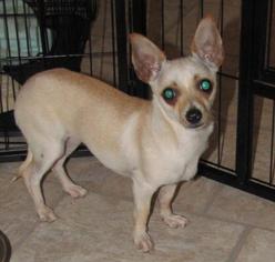 Chiweenie Dogs for adoption in Walnutport, PA, USA