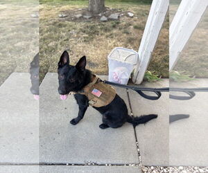 German Shepherd Dog Dogs for adoption in Woodland, CA, USA