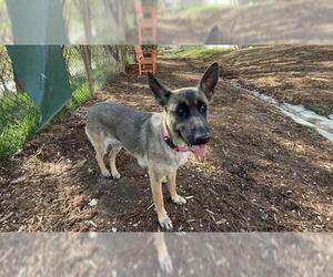 German Shepherd Dog Dogs for adoption in Denver, CO, USA