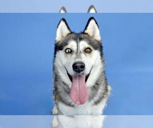 Siberian Husky Dogs for adoption in Pasadena, CA, USA