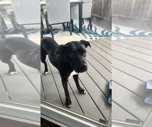American Staffordshire Terrier-Unknown Mix Dogs for adoption in Pierceton , IN, USA