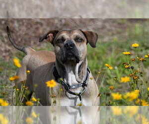 Catahoula Leopard Dog-Chinese Shar-Pei Mix Dogs for adoption in Ocala, FL, USA