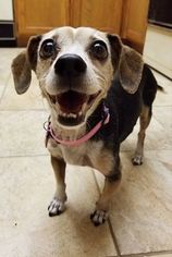 Medium Photo #1 Beagle-Chihuahua Mix Puppy For Sale in Las Vegas, NV, USA