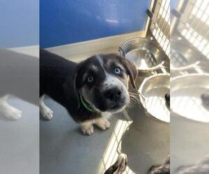 German Shepherd Dog-Unknown Mix Dogs for adoption in Visalia, CA, USA