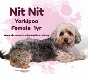 Poodle (Miniature)-Unknown Mix Dogs for adoption in Anchorage, AK, USA