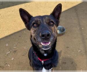 German Shepherd Dog Dogs for adoption in Martinez, CA, USA