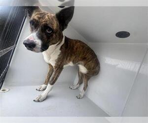 German Shepherd Dog-Unknown Mix Dogs for adoption in Houston, TX, USA