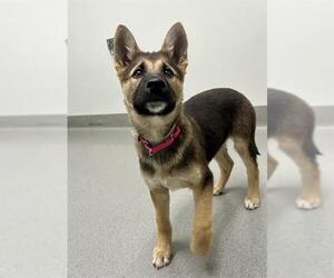 German Shepherd Dog-Siberian Husky Mix Dogs for adoption in San Francisco, CA, USA