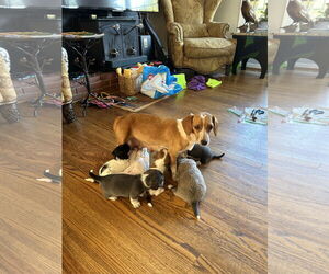 Doxle Dogs for adoption in Holly Springs, NC, USA