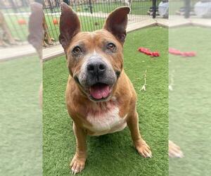 American Pit Bull Terrier-Unknown Mix Dogs for adoption in Sacramento, CA, USA