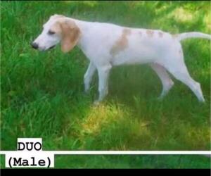 English Foxhound Dogs for adoption in Bridgewater, NJ, USA