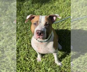 American Staffordshire Terrier Dogs for adoption in Fort Lauderdale, FL, USA