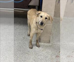 Mutt Dogs for adoption in Conroe, TX, USA