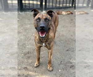 Mutt Dogs for adoption in Riverside, CA, USA