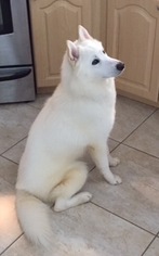 Alaskan Husky-American Eskimo Dog Mix Dogs for adoption in Randallstown, MD, USA
