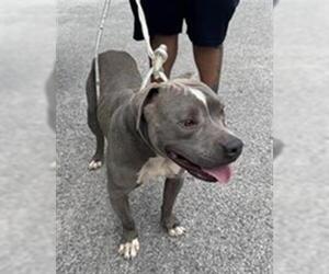 American Pit Bull Terrier Dogs for adoption in Houston, TX, USA
