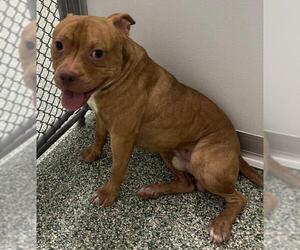 American Pit Bull Terrier Dogs for adoption in Salisbury, NC, USA