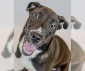 Great Dane-Labrador Retriever Mix Dogs for adoption in Kennesaw, GA, USA