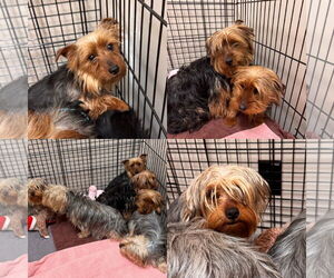 Mutt Dogs for adoption in Holland, MI, USA