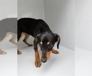 Doberman Pinscher Dogs for adoption in Houston, TX, USA