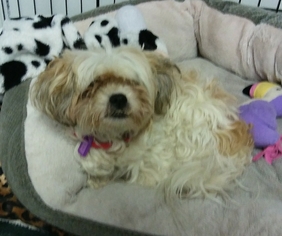 Shih-Poo Dogs for adoption in Mukwonago, WI, USA