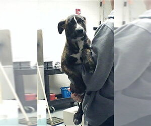 German Shepherd Dog-Unknown Mix Dogs for adoption in Fayetteville, NC, USA