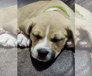 American Pit Bull Terrier-Black Mouth Cur Mix Dogs for adoption in Holly Springs, NC, USA