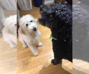 Goldendoodle Dogs for adoption in Bowmanville, Ontario, Canada