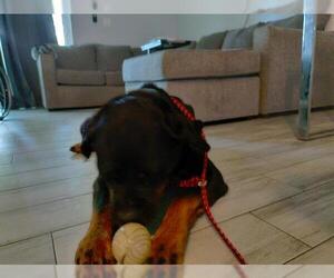Rottweiler Dogs for adoption in Fort Lauderdale, FL, USA
