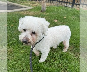 Poodle (Miniature)-Unknown Mix Dogs for adoption in Modesto, CA, USA