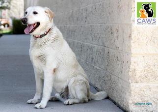 Medium Photo #1 Labrador Retriever-Unknown Mix Puppy For Sale in Salt Lake City, UT, USA