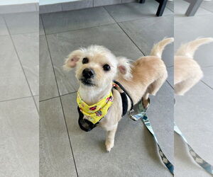 Mutt Dogs for adoption in Mission Viejo, CA, USA