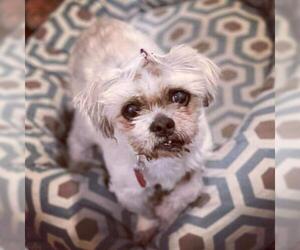 Lhasa Apso Dogs for adoption in Seven Valleys, PA, USA