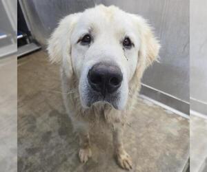 Great Pyrenees Dogs for adoption in Camarillo, CA, USA